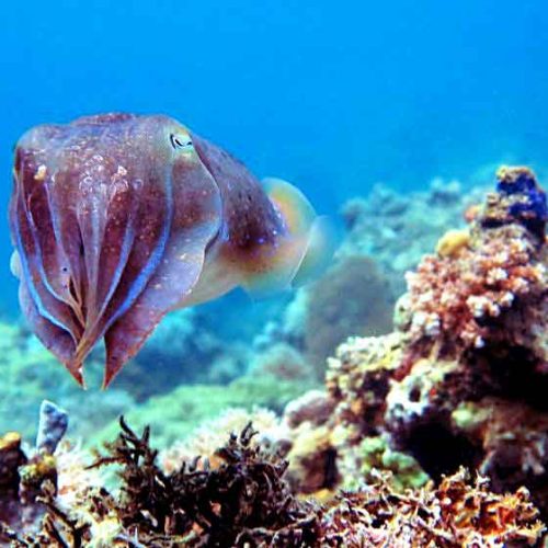 Cuttleffish