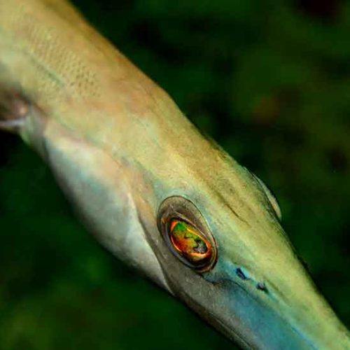 details-eye-trumpetfish-gili-selang-photography-bali-diversity