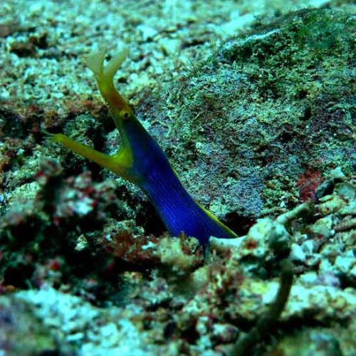 female-ribbon-eel-moray-gili-selang-fun-dive-bali-diversity