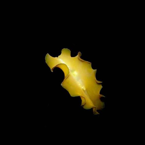 flat-worm-flying-night-dive-padangbai-bali-diversity