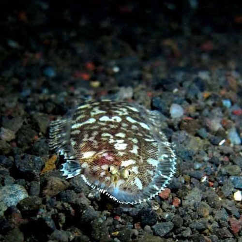 flounder-hiding-night-dive-seraya-bali-diversity