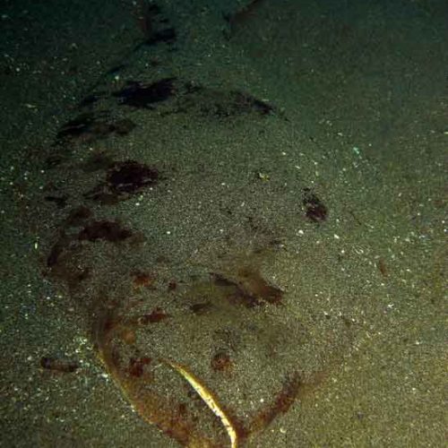 flounder-scarry-fun-dive-padangbai-bali-diversity