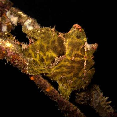 frogfish-fun-dive-padangbai-bali-diversity-awesome-critter-photography