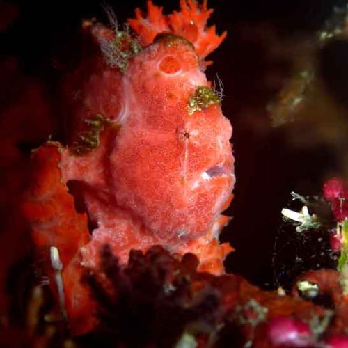 frogfish-tulamben-photography-fun-diver-balidiversity