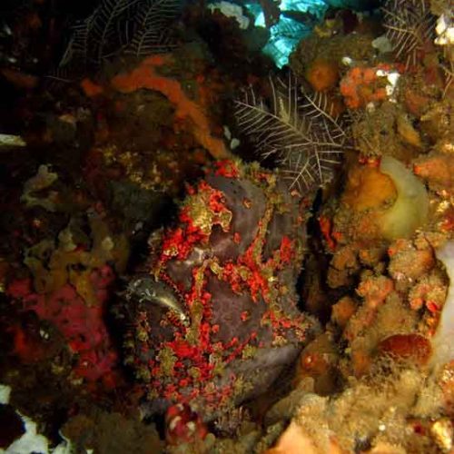 giant-frogfish-fun-dive-padangbai-jetty-bali-diversity