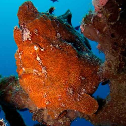 giant-frogfish-photography-fun-dive-padangbai-bali-diversity