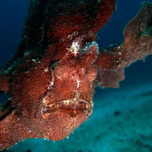 giant-frogfish-posing-photography-padangbai-bali-diversity-fun-dive