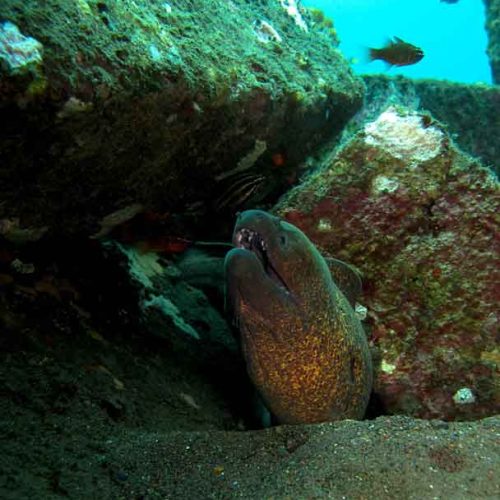 giant-moray-kubu-fun-dive-balidiversity