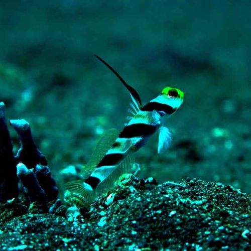 goby-garding-hole-kubu-fun-dive-bali-diversity