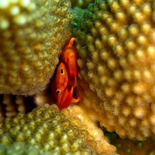 hairy-crab-macro-photography-fun-dive-seraya-balidiversity