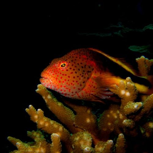 Discover the diversity of Nusa Penida during our Diving Day Trips.