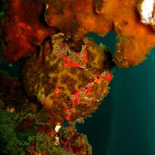 head-frogfish-fun-dive-padangbai-jetty-photography-bali-diversity