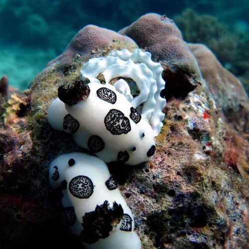 joruna-funebris-nudibranch-laying-eggs-animal-behaviour-macro-photography-kubu-fun-dive-balidiversity