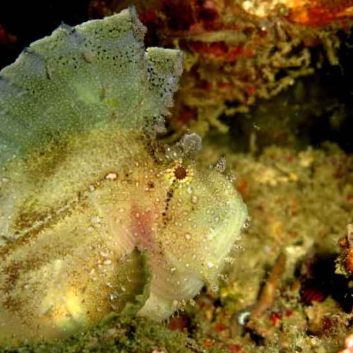 leaf-scorpionfish-tulamben-fun-diver-balidiversity