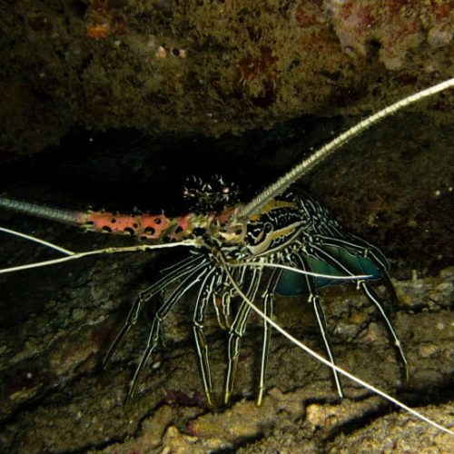 Lobster hiding in cave on one of the reefs in Nusa Penida. Explore the diversity of Bali with Bali Diversity.