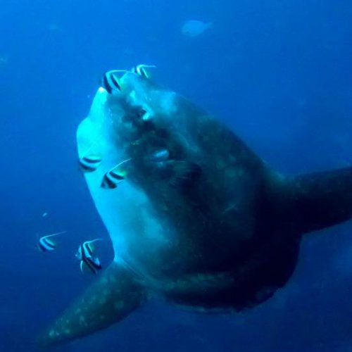 Mola Mola getting cleaned on one of the cleaning stations in Nusa Penida. Explore Bali underwater with Bali Diversity.