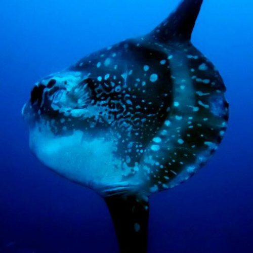 Search for Mola Molas on the deep cleaning stations of Nusa Penida. Dive with Bali Diversity.