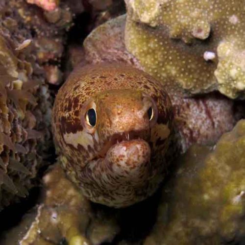moray-eel-kubu-fun-dive-balidiversity