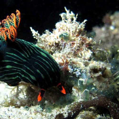 nembrotha-nudibranch-feeding-macro-photography-gili-selang-bali-diversity