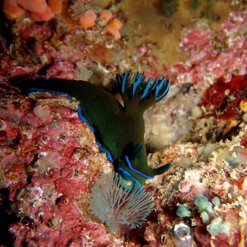 nembrotha-nudiranch-feeding-photography-macro-padangbai-bali-diversity
