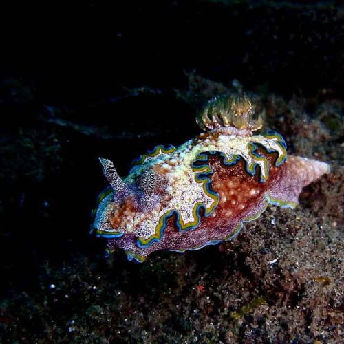 nudibranch-chromodoris-macro-photography-dive-kubu-bali-diversity