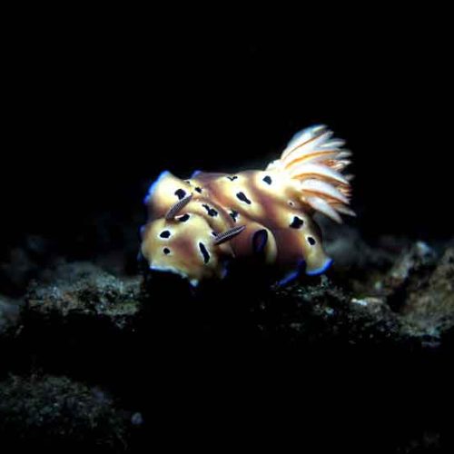 nudibranch-chromodoris-macro-photography-fun-dive-seraya-balidiversity