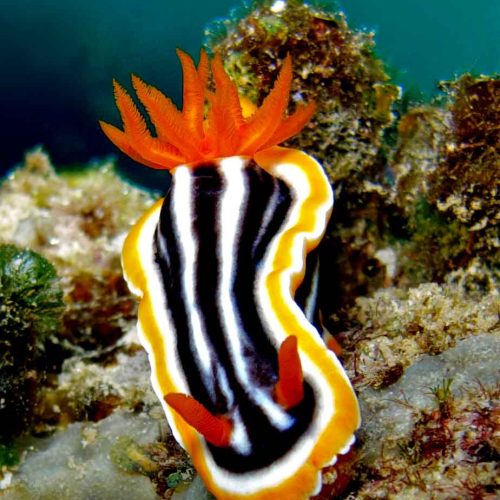 nudibranch-chromodoris-macro-photography-kubu-fun-dive-balidiversity