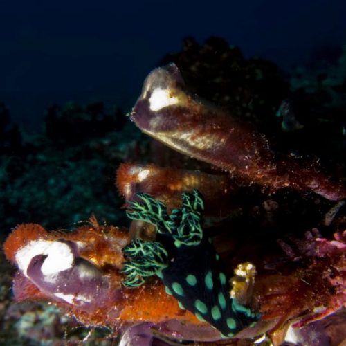 Meet with giant manta rays and tiny nudibranches during our Diving Day Trip to Nusa Penida.