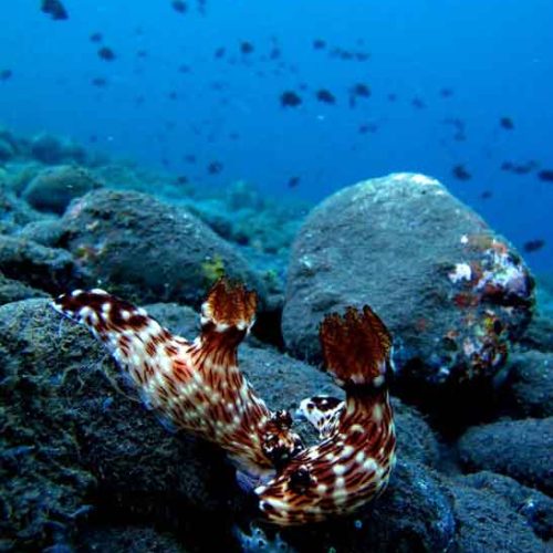 nudibranch-reproduction-animal-behaviour-tulamben-fun-diver-balidiversity