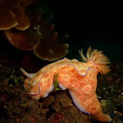 nudiranch-macro-photography-gili-selang-fun-dive-bali-diversity