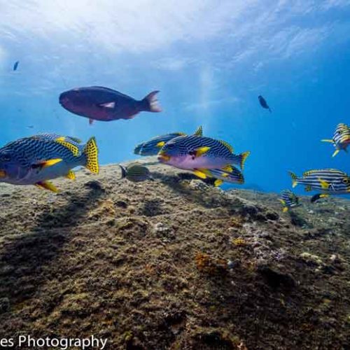 oriental-sweetlip-usat-liberty-wreck-tulamben-bali-diversity
