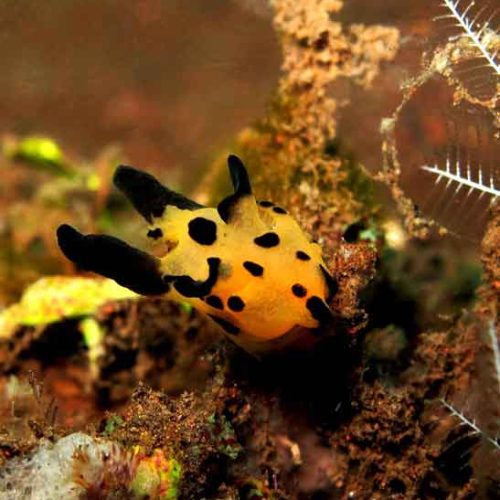 pikachu-nudibranch-macro-photography-fun-dive-seraya-balidiversity