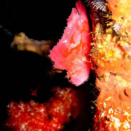 pink-leaf-scorpionfish-fun-scuba-diving-gili-selang-amed-bali-diversity
