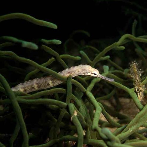 pipefish-macro-photography-fun-dive-seraya-balidiversity