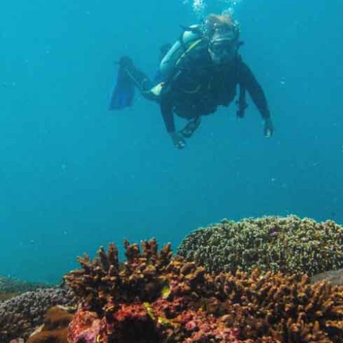 Dive the best of Bali. Join our Diving Day Trip to Penida with Bali Diversity!