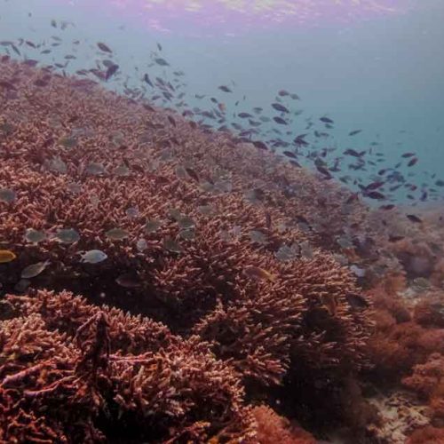 Explore the pristine reefs of Nusa Penida with Bali Diversity. Join one of our Day Trips!