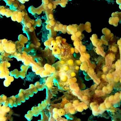 pygmy-bargibanti-seahorse-yellow-macro-photography-fun-dive-seraya-balidiversity