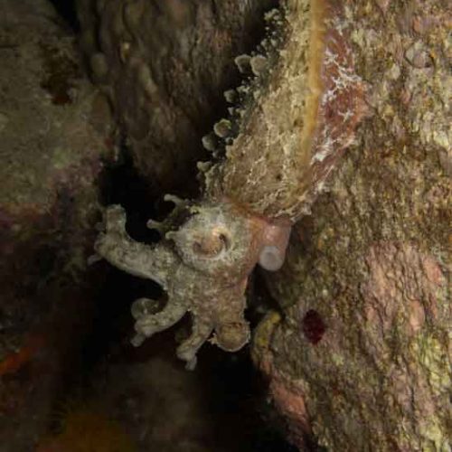 pygmy-cuttlefish-fun-dive-padangbai-bali-diversity