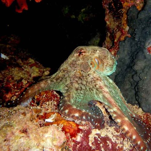reef-octopus-predator-gili-selang-fun-dive-bali-diversity