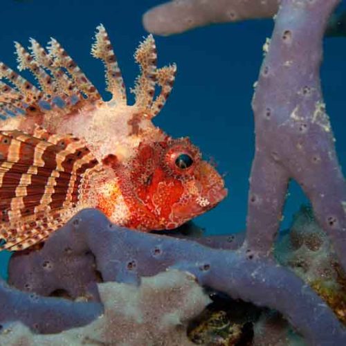 scorpionfish-fun-dive-padangbai-bali-diversity