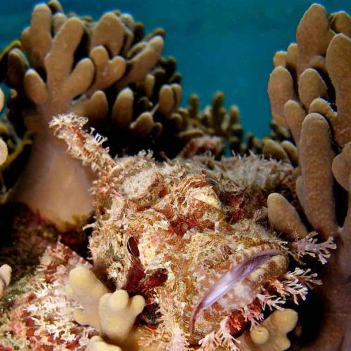 scorpionfish-mimckry-coral-reef-gili-selang-bali-diversity