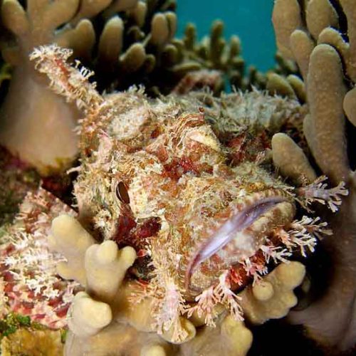 scorpionfish-mimicry-reef-kubu-fun-dive-balidiversity