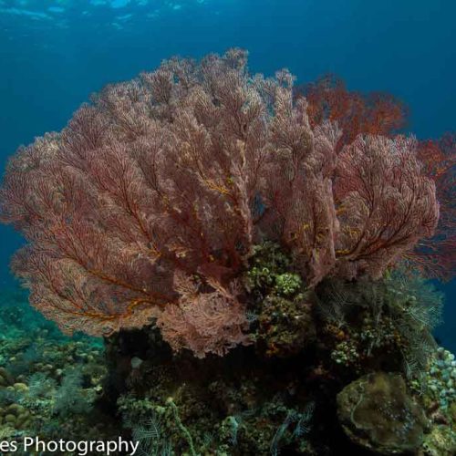 sea-fan-wide-angle-photography-gili-selang-amed-bali-diversity