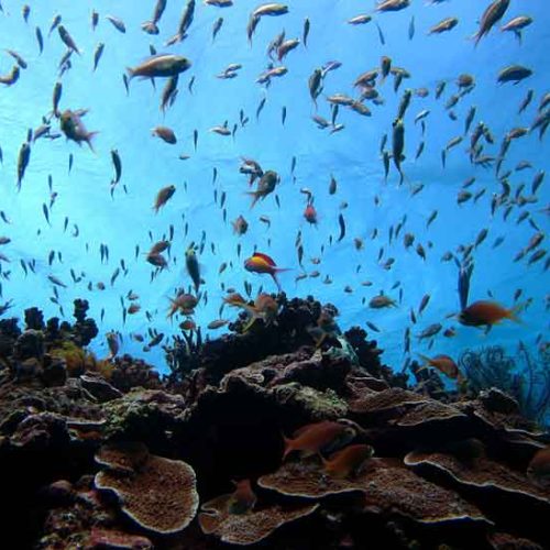 slope-swarming-with-fish-anthias-fun-scuba-diving-gili-selang-bali-diversity