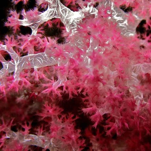 soft-corals-pristine-reef-gili-selang-amed-bali-diversity