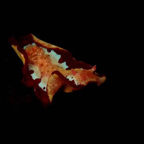 spanish-dancer-nudibranch-seraya-night-dive-bali-diversity
