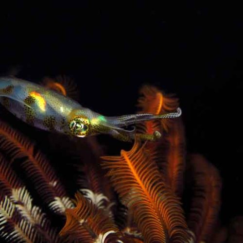 squid-crinoid-photography-tulamben-fun-diver-balidiversity
