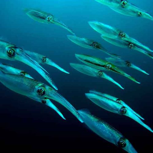 squids-schooling-tulamben-fun-diver-balidiversity