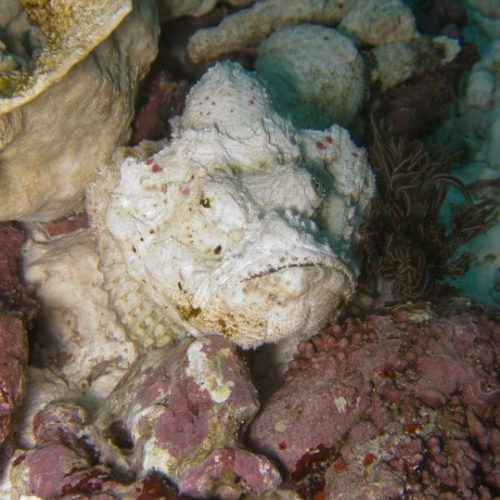 Dive Nusa Penida on Bali Diversity's Day Trips to dive the diversity of Bali. Get to meet with weird creatures such as this Devil Scorpionfish.