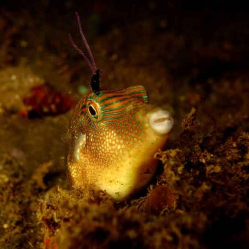 toby-with-parasite-padangbai-blue-lagoon-bali-diversity